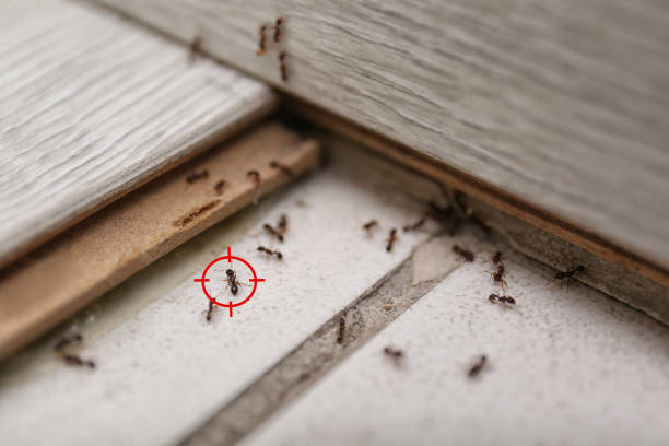 Best Wildlife Control Services  in Wrightwood, CA