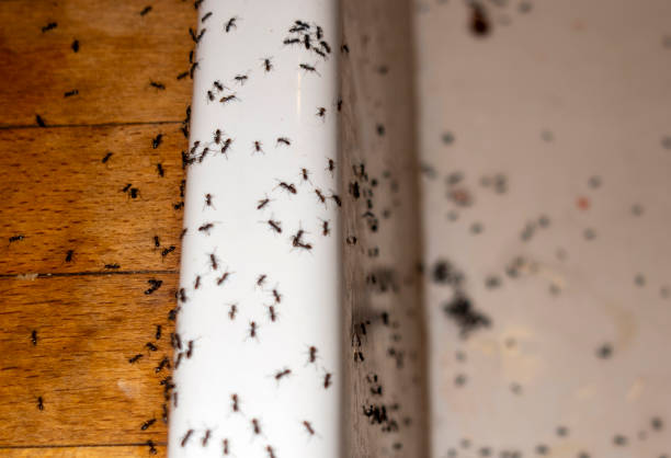 Best Flea Control Services  in Wrightwood, CA