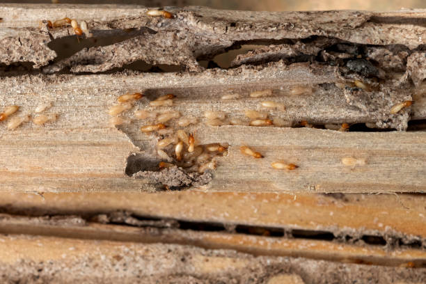 Best Termite Control Services  in Wrightwood, CA