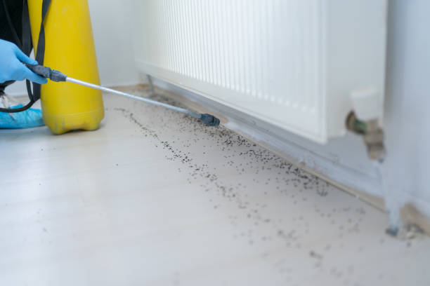Best Emergency Pest Control  in Wrightwood, CA