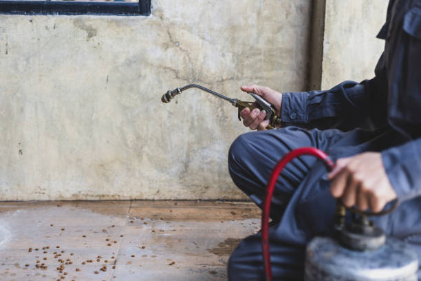 Best Local Pest Control Services  in Wrightwood, CA